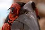 Bird.jpg