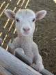 Sheep.jpg