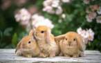 Bunnies.jpg