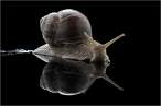 Snail.jpg