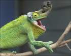 Lizzard.jpg