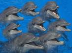 Dolphins.jpg