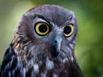 Owl.jpg