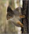 Squirell.jpg