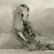 horse.jpg