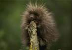 hairy.jpg