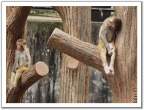 Monkey.jpg