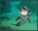 Happy Dolphin.jpg