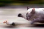 Catch.jpg
