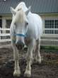 Hors.jpg