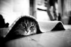 Kitty.jpg