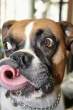 Lick.jpg