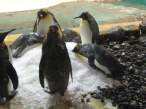Penguin.jpg