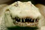 Gator.jpg