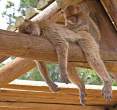 Monkey.jpg