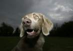 Dog.jpg