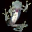 glassfrog.jpg