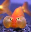 Fish.jpg
