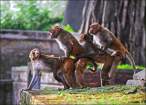 Monkeys.jpg
