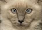 Kitty.jpg