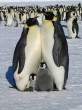 Penguins.jpg