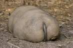 Ass.jpg
