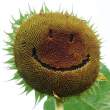 Sunflower.jpg