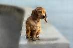 Puppy.jpg