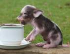 Coffee.jpg