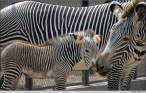 Zebra.jpg