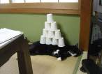 Cups.jpg