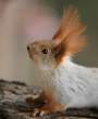 Chipmunk.jpg