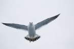 Seagull.jpg