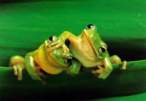 Frogs.jpg