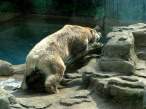 Bear.jpg