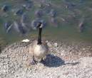 Duck.jpg