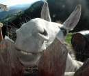 Donkey.jpg