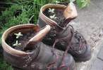 Horticulture.jpg