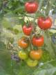 Tomatoes.jpg