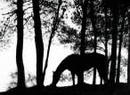 0804160156221horse_and_trees_l.jpg