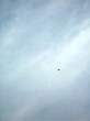 Su-26 Cenej1Jun08 10 sm.jpg
