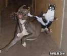 dogkick.jpg