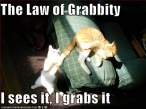 cat-grabs-tail.jpg