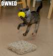 cat-ball.jpg