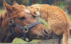 horse-cat-friends-c.jpg