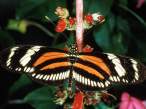 heliconius.JPG