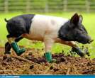 pig-boots.jpg