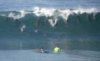 surfing-dolphins.jpg