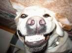 say-cheese.jpg