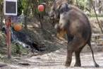 Elephant Practices.jpg